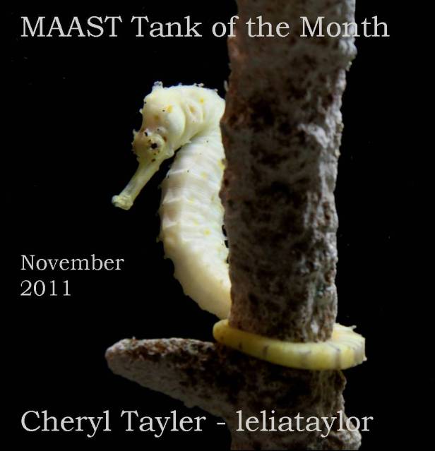 Tank of Month