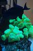 kryptonite candy coral with trigger
