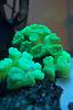 kryptonite candy coral