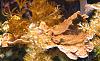 Pink Cap Montipora