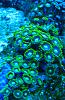 Radioactive Dragon Eye Actinic