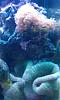 Frogspawn and Carpet