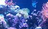 Frogspawn and Rose Tip