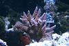 Encrusting purple Acro