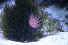 Pink Tube Anemone
