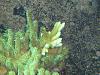 New growth where it was fragged