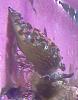 Doris seaslug