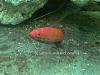 Fairy Wrasse