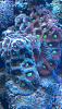 aussie war coral