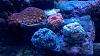 superman zoos, purple diamond eyes acon, not sure the other 2 acans