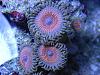 Armor of the Gods Zoa