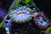 Blue Agave Zoa