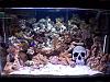 My 20 gallon tall