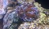 110 reef 7