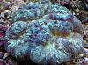 Green Brain Coral