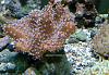 leather coral
