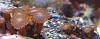 orange zoanthid