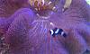 Purple Carpet Anemone hosting three clownfish