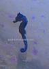 seahorse