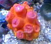 sun coral