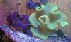 xl green and purple carpet anemone