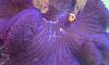xl purple carpet anemone hosting a clownfish
