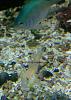 goby diamond