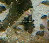 goby orange spot guttata