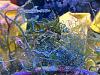 wrasse dragon