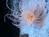 Beautiful Pink Tube Anemone