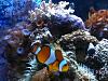 20g Reef Tank close up