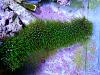 Green Star Polyp
