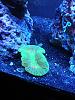 Brain coral