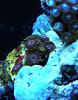 La lakers zoas