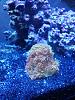 Galaxy coral