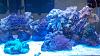 20 long reef tank