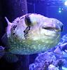 12 INCH  PORKY PINE PUFFER