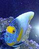 8 INCH BLUE FACE ANGEL