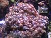 Zoa Rock