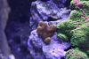montipora veracusa