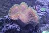 toadstool1