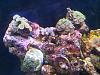 misc zoas