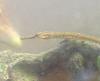pipefish 016   Copy