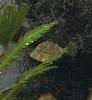 filefish
