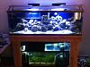 90 gal 55 gal sump 2 vega blues