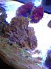 squamosa clam