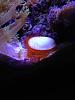 Electric Flame Scallop