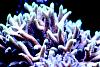 IMG 3488b