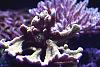IMG 3487b