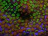 Rainbow Montipora. Looks like candy sprinkles for your cupcake.